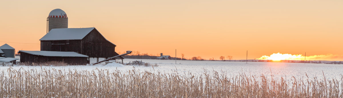 Corn Field