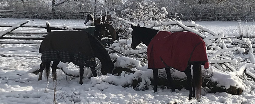 Winter Horses