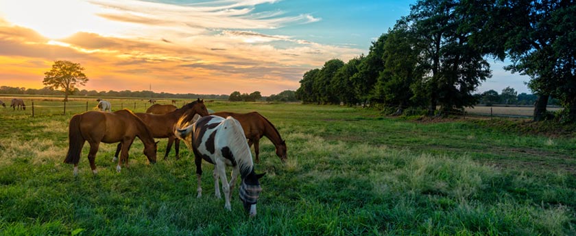 Horses